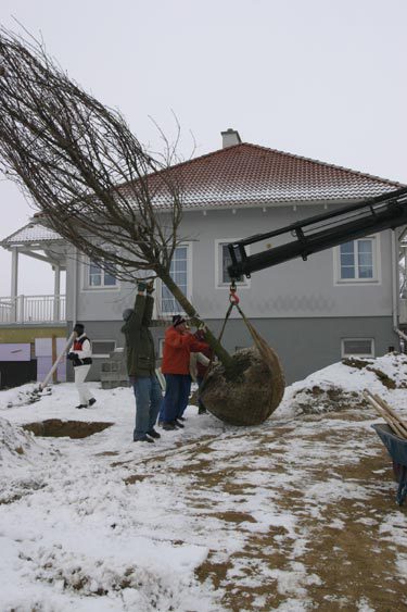 Výsadba vzrostlého stromu